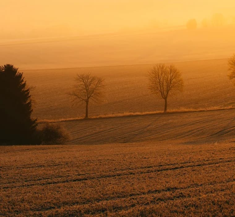 Golden morning mist over an open field